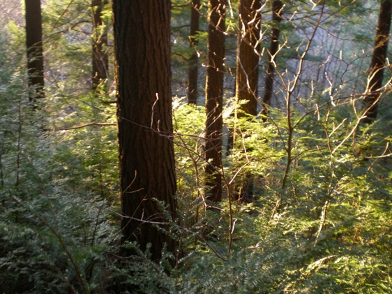 mindsalvage-com-cavendish-woods