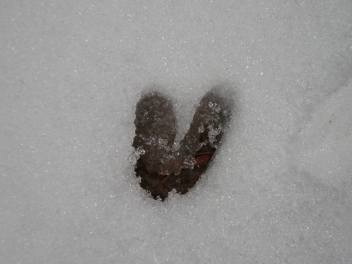 mindsalvage-com-deer-print-in-snow