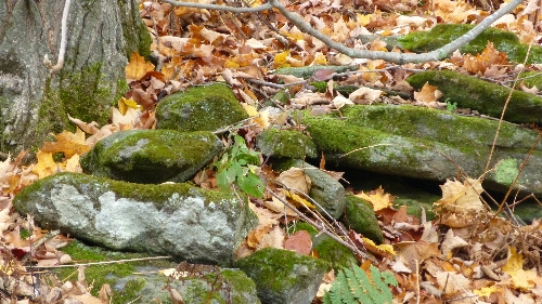 mindsalvage-com-forest-floor