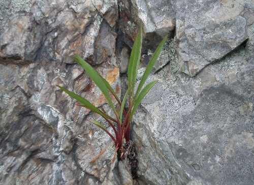 mindsalvage-com-plantgrowinginrocks