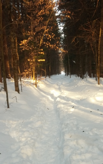 mindsalvage.com TrailInTheWoods