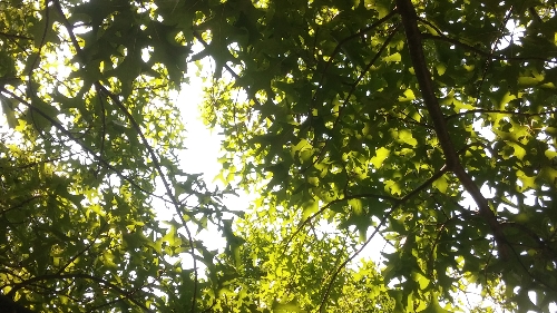 mindsalvage.comCanopy