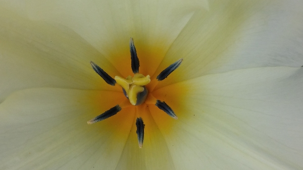 mindsalvage.com Tulip